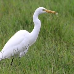 Ardea intermedia at Fyshwick, ACT - 31 Mar 2022