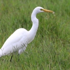 Ardea plumifera at Fyshwick, ACT - 31 Mar 2022