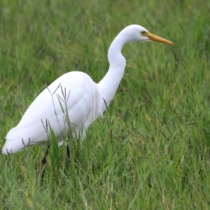 Ardea intermedia at Fyshwick, ACT - 31 Mar 2022
