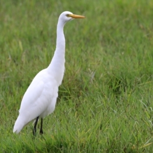 Ardea intermedia at Fyshwick, ACT - 31 Mar 2022