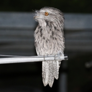 Podargus strigoides at Macarthur, ACT - 31 Mar 2022