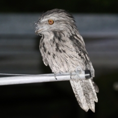 Podargus strigoides at Macarthur, ACT - 31 Mar 2022