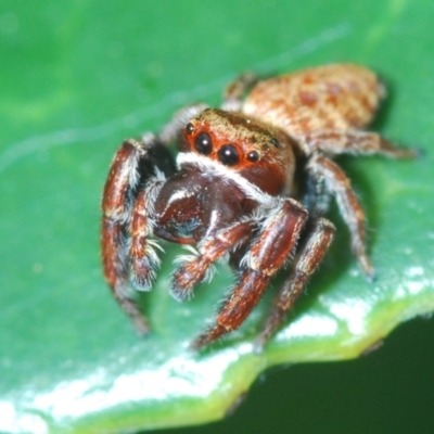 Opisthoncus sp. (genus) (Opisthoncus jumping spider) at Stirling, ACT - 21 Mar 2022 by Harrisi