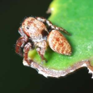 Opisthoncus sp. (genus) at Stirling, ACT - 21 Mar 2022