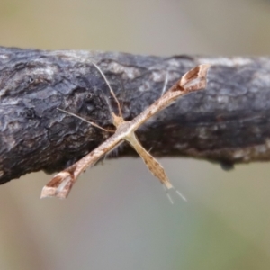 Sinpunctiptilia emissalis at Mongarlowe, NSW - 30 Mar 2022