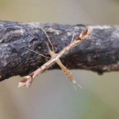 Sinpunctiptilia emissalis (Speedwell Pterror) at Mongarlowe, NSW - 30 Mar 2022 by LisaH