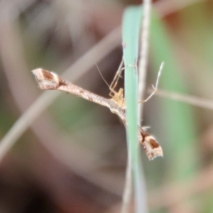 Sinpunctiptilia emissalis at Mongarlowe, NSW - 30 Mar 2022