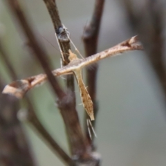 Sinpunctiptilia emissalis at Mongarlowe, NSW - 30 Mar 2022