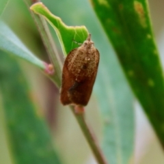 Epiphyas postvittana (Light Brown Apple Moth) at Mongarlowe River - 30 Mar 2022 by LisaH