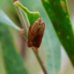 Epiphyas postvittana (Light Brown Apple Moth) at Mongarlowe, NSW - 30 Mar 2022 by LisaH