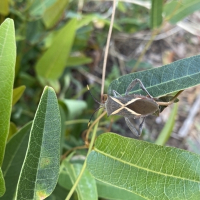 Mictis profana (Crusader Bug) at Coombs, ACT - 25 Mar 2022 by teeniiee