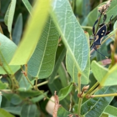 Mictis profana at Coombs, ACT - 26 Mar 2022 09:25 AM