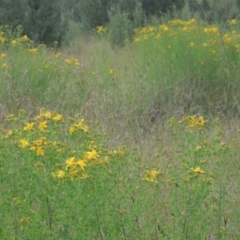 Hypericum perforatum (St John's Wort) at Tidbinbilla Nature Reserve - 30 Nov 2021 by michaelb