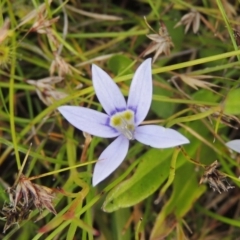 Isotoma fluviatilis subsp. australis (Swamp Isotome) at Paddys River, ACT - 30 Nov 2021 by MichaelBedingfield