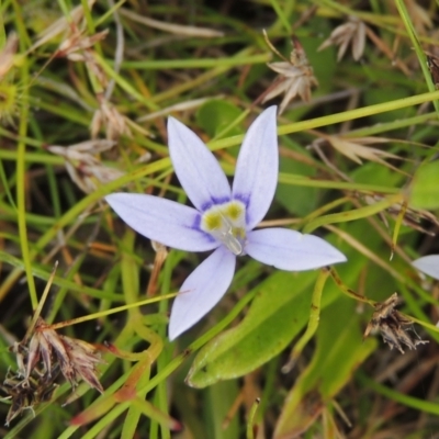 Isotoma fluviatilis subsp. australis (Swamp Isotome) at Paddys River, ACT - 30 Nov 2021 by MichaelBedingfield