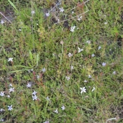 Isotoma fluviatilis subsp. australis at Paddys River, ACT - 30 Nov 2021