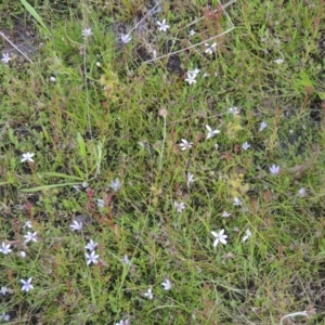 Isotoma fluviatilis subsp. australis at Paddys River, ACT - 30 Nov 2021