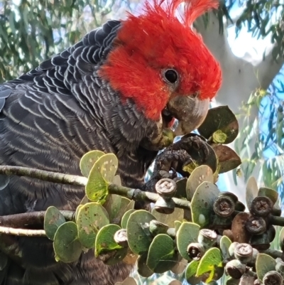 Callocephalon fimbriatum (Gang-gang Cockatoo) at Rivett, ACT - 1 Apr 2022 by maXineC