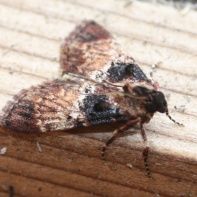 Orthaga thyrisalis (Teatree Web Moth) at Tathra Public School - 24 Mar 2022 by KerryVance