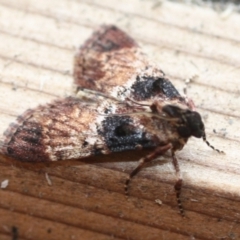 Unidentified Pyralid or Snout Moth (Pyralidae & Crambidae) (TBC) at Tathra, NSW - 24 Mar 2022 by KerryVance