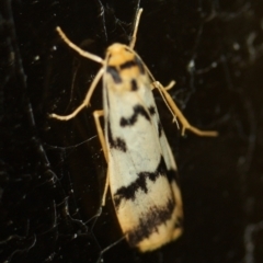 Tigrioides alterna (Alternating Footman) at Tathra Public School - 26 Mar 2022 by KerryVance