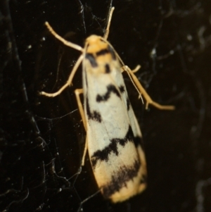 Tigrioides alterna at Tathra, NSW - 26 Mar 2022