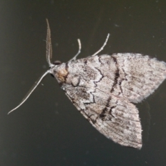 Uraba lugens (Gumleaf Skeletonizer) at Tathra Public School - 24 Mar 2022 by KerryVance