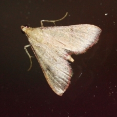 Endotricha ignealis (A Pyralid moth (Endotrichinae)) at Tathra, NSW - 24 Mar 2022 by KerryVance2