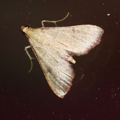 Endotricha ignealis (A Pyralid moth (Endotrichinae)) at Tathra Public School - 24 Mar 2022 by KerryVance