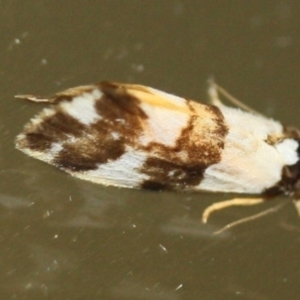 Philenora aspectalella at Tathra, NSW - 25 Mar 2022 08:41 PM