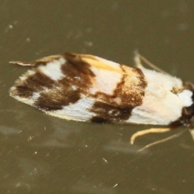 Philenora aspectalella (Little Mask Philenora) at Tathra, NSW - 25 Mar 2022 by KerryVance2