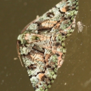 Aeolochroma metarhodata at Tathra, NSW - 27 Mar 2022