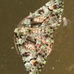Unidentified Geometer moth (Geometridae) (TBC) at Tathra, NSW - 27 Mar 2022 by KerryVance