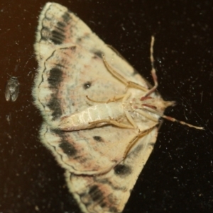 Aeolochroma metarhodata at Tathra, NSW - 27 Mar 2022