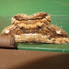 Scioglyptis lyciaria (White-patch Bark Moth) at Flynn, ACT - 1 Apr 2022 by Christine