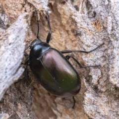 Chalcopteroides sp. (genus) (Rainbow darkling beetle) at QPRC LGA - 30 Mar 2022 by WHall