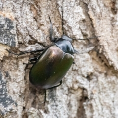 Chalcopteroides sp. (genus) at Googong, NSW - 30 Mar 2022