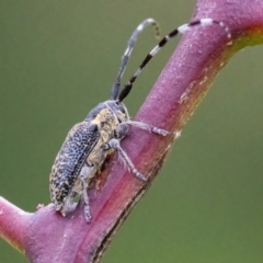 Ancita marginicollis (A longhorn beetle) at Googong, NSW - 30 Mar 2022 by WHall