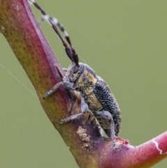 Ancita marginicollis at QPRC LGA - 30 Mar 2022 01:35 PM