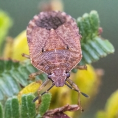 Dictyotus caenosus (Brown Shield Bug) at QPRC LGA - 30 Mar 2022 by WHall