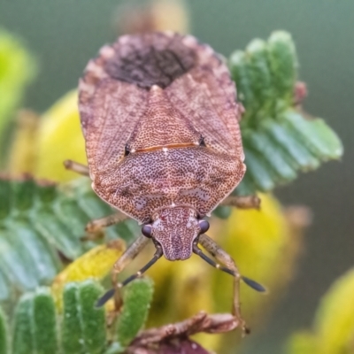 Dictyotus caenosus (Brown Shield Bug) at QPRC LGA - 30 Mar 2022 by WHall