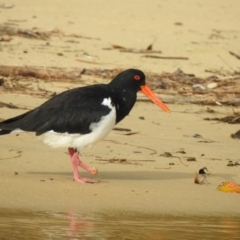 Haematopus longirostris (Australian Pied Oystercatcher) at Narooma, NSW - 30 Mar 2022 by GlossyGal