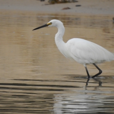 Egretta garzetta (Little Egret) at Narooma, NSW - 30 Mar 2022 by GlossyGal