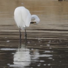 Egretta garzetta at Narooma, NSW - 31 Mar 2022