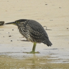 Butorides striata (Striated Heron) at Narooma, NSW - 30 Mar 2022 by GlossyGal