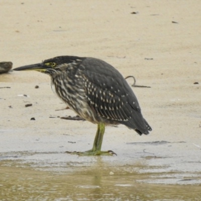 Butorides striata (Striated Heron) at Narooma, NSW - 30 Mar 2022 by GlossyGal
