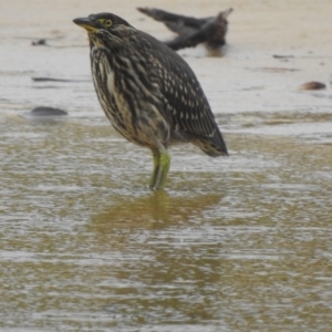 Butorides striata at Narooma, NSW - 30 Mar 2022