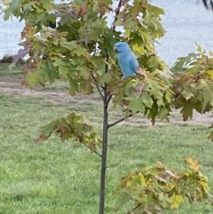 Psittacula krameri (Rose-ringed Parakeet) at Point Hut Pond - 1 Apr 2022 by SteveBorkowskis