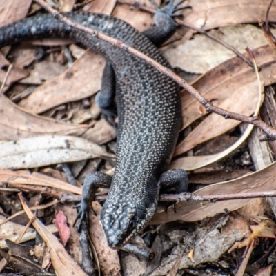 Egernia saxatilis (Black Rock Skink) at Paddys River, ACT - 30 Mar 2022 by Chris Appleton