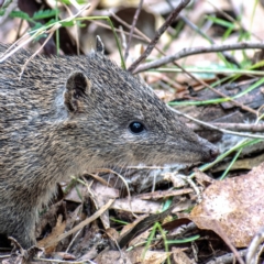 Isoodon obesulus (Southern Brown Bandicoot) at Paddys River, ACT - 30 Mar 2022 by Chris Appleton